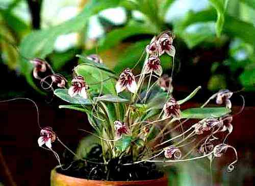 Masdevallia nidifica